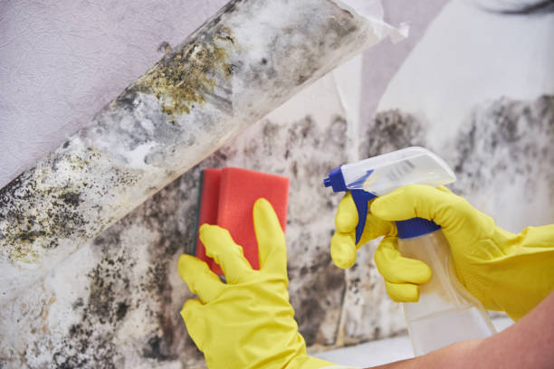 Best Real Estate Mold Inspection  in Glenn Heights, TX